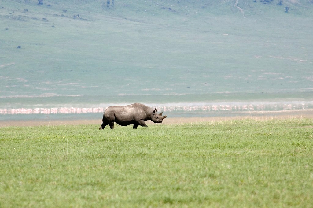 Ngorongoro Nasehorn00.jpg - Black Rhinocerus (Diceros bicornis), Ngorongoro Tanzania March 2006